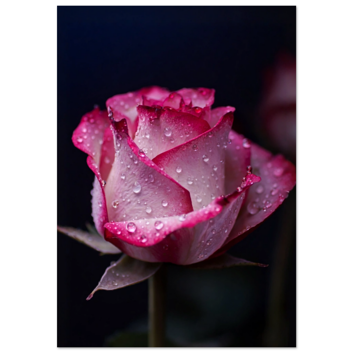 ee3e770c-c9f8-4f96-9c36-17a17adb124b