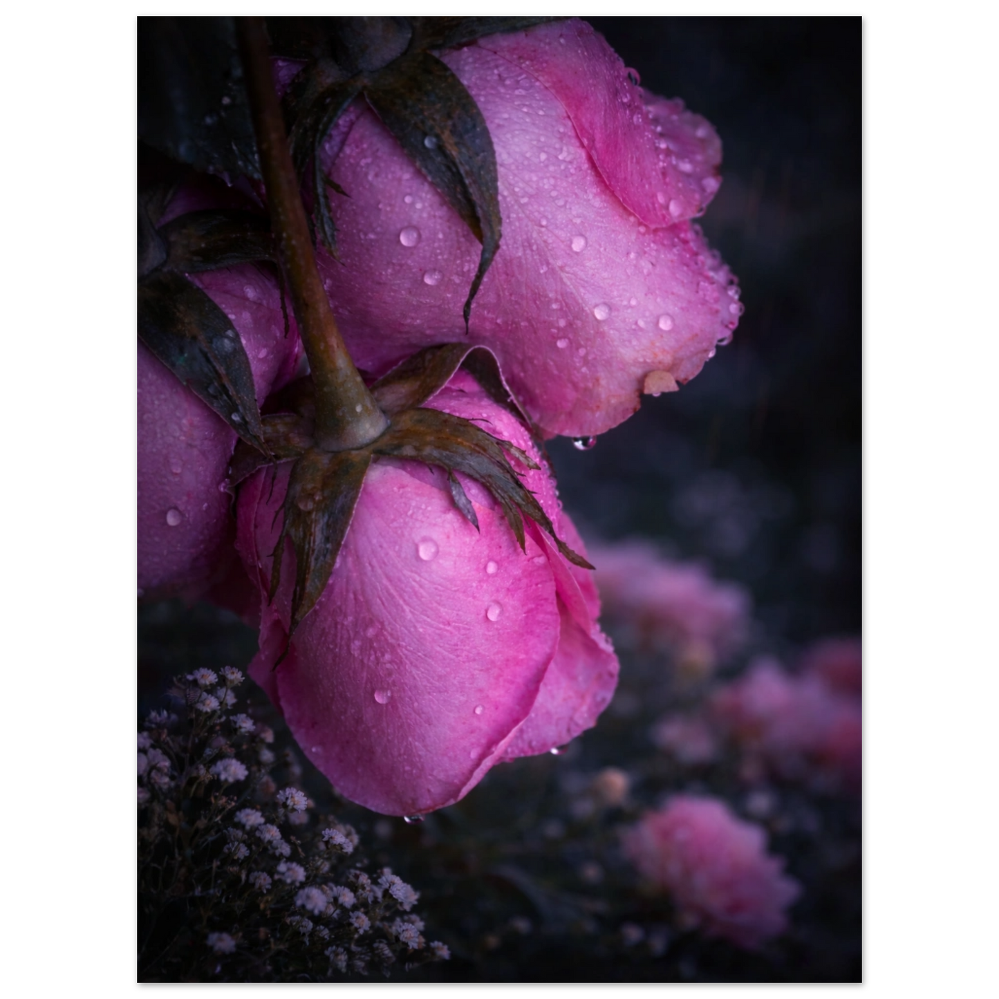 25741c25-5454-4682-9fd9-087cc9d74805