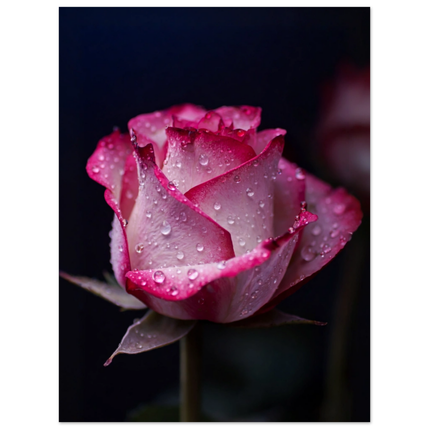 90ae5c8f-0085-4efd-9a4d-bd315b39fc79