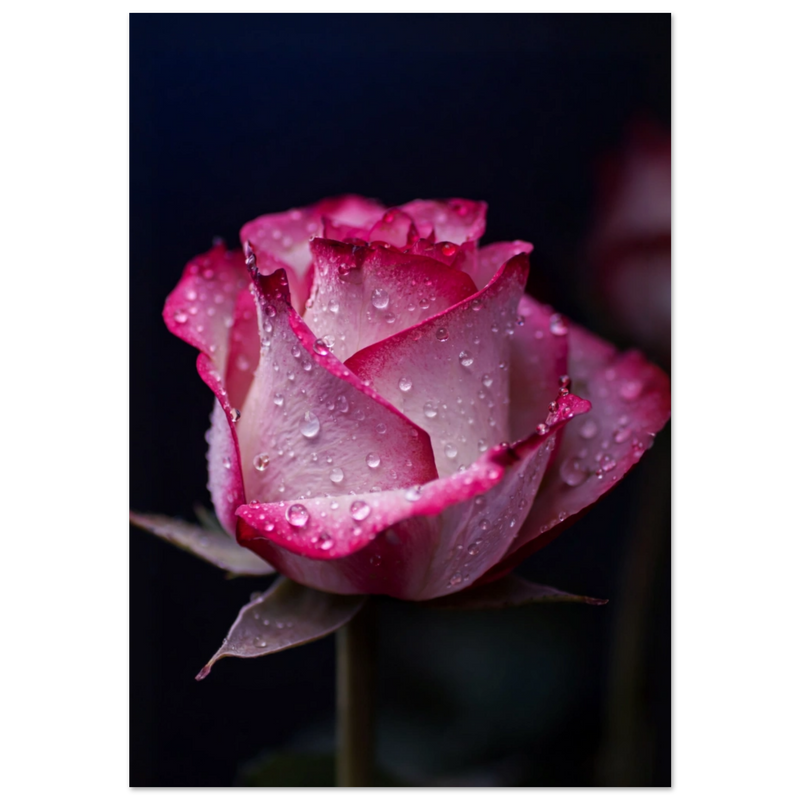 ee3e770c-c9f8-4f96-9c36-17a17adb124b